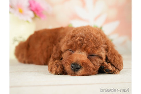 成約済の千葉県のトイプードル-267783の4枚目