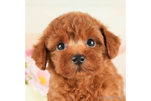 成約済の千葉県のトイプードル-267783の3枚目