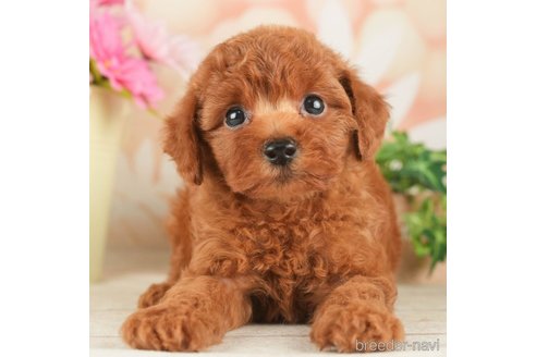 成約済の千葉県のトイプードル-267783の1枚目