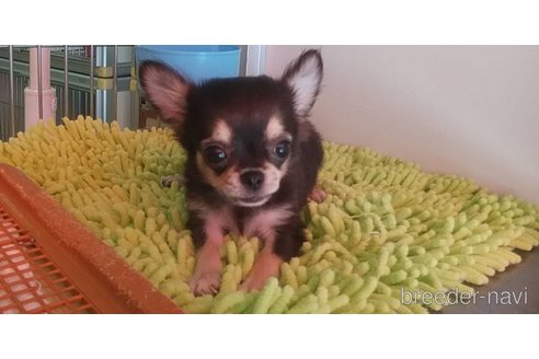 成約済の愛知県のチワワ(ロングコート)-254169の7枚目