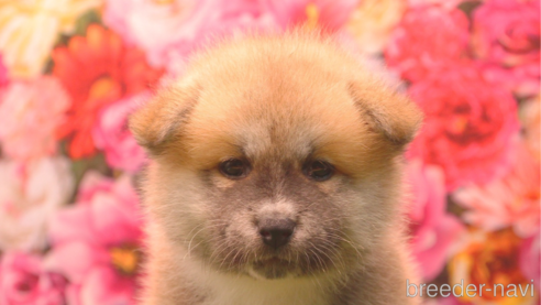販売中の茨城県の秋田犬-267844