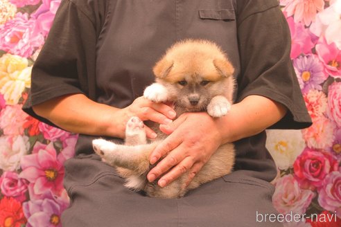 成約済の茨城県の秋田犬-267844の2枚目