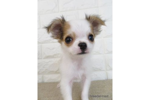 成約済の大阪府のチワワ(ロングコート)-267933の1枚目