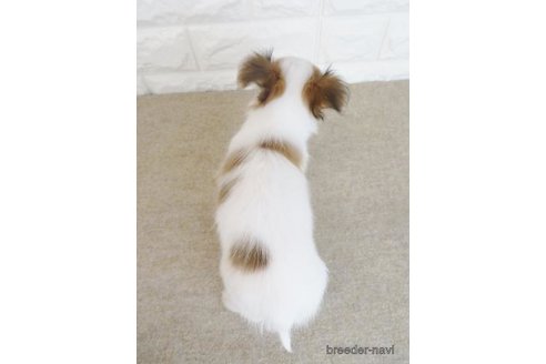 成約済の大阪府のチワワ(ロングコート)-267933の2枚目