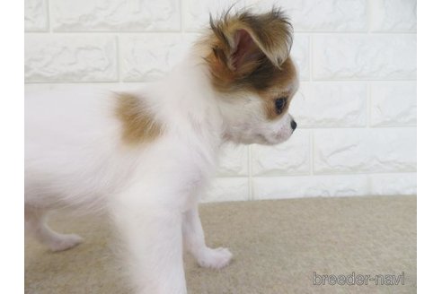 成約済の大阪府のチワワ(ロングコート)-267933の3枚目