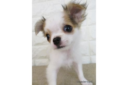 成約済の大阪府のチワワ(ロングコート)-267933の5枚目