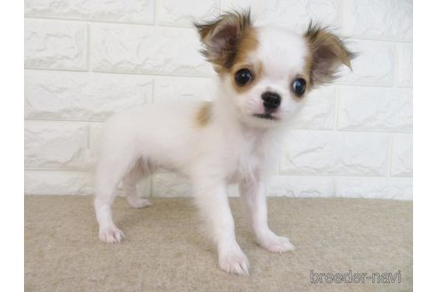 成約済の大阪府のチワワ(ロングコート)-267933の6枚目