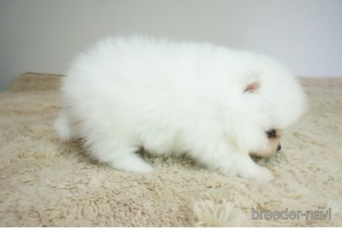 成約済の奈良県のポメラニアン-267938の2枚目