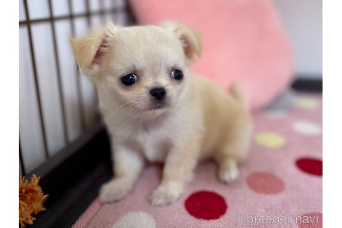 成約済の栃木県のミックス犬-267955の6枚目