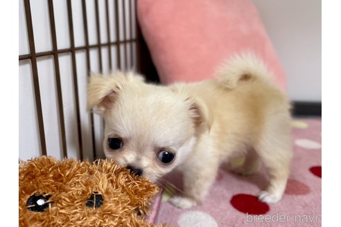 成約済の栃木県のミックス犬-267955の2枚目
