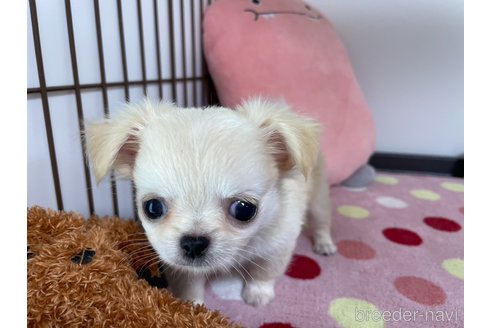 成約済の栃木県のミックス犬-267955の3枚目
