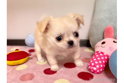 成約済の栃木県のミックス犬-267955の1枚目