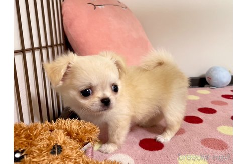 成約済の栃木県のミックス犬-267955の5枚目