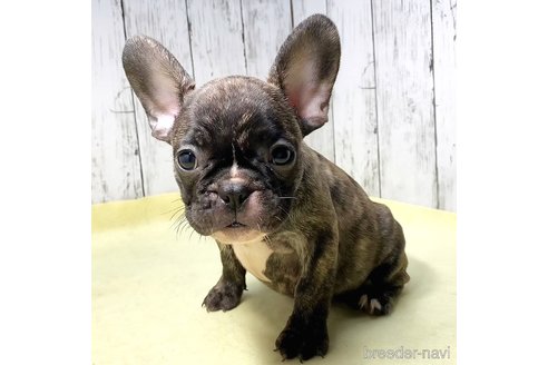 成約済の茨城県のフレンチブルドッグ-261635の20枚目