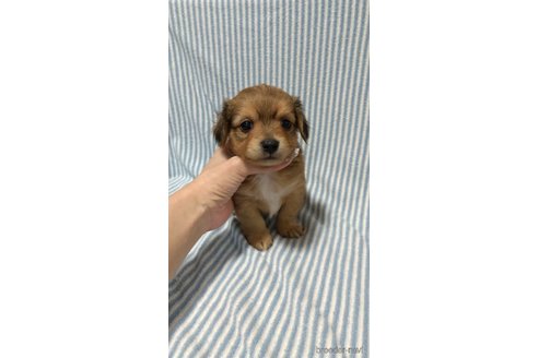 成約済の福岡県のチワックス:チワワ×ミニチュアダックスフンド-264831の3枚目