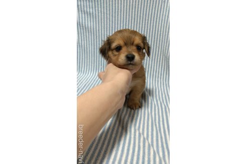 成約済の福岡県のチワックス:チワワ×ミニチュアダックスフンド-264831の2枚目