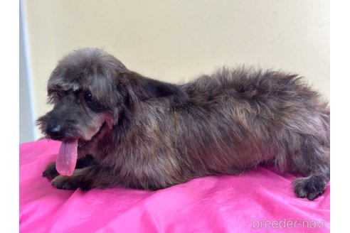 成約済の山口県のミックス犬-268033の4枚目