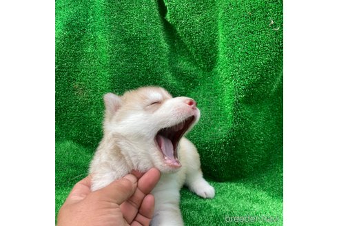 成約済の静岡県のシベリアンハスキー-268036の22枚目