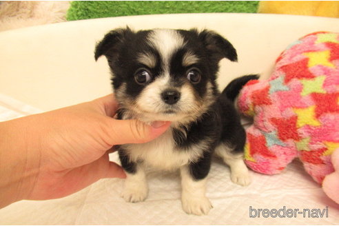 成約済の大阪府のチワワ(ロングコート)-268045の1枚目