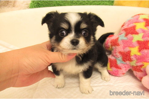 成約済の大阪府のチワワ(ロングコート)-268045の2枚目