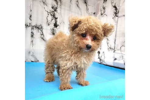 成約済の茨城県のミックス犬-261638の40枚目