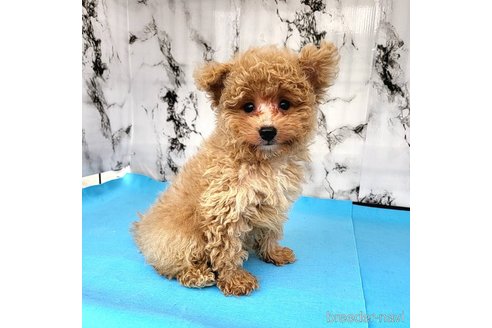成約済の茨城県のミックス犬-261638の38枚目