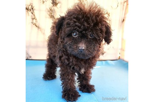 成約済の茨城県のミックス犬-261641の63枚目