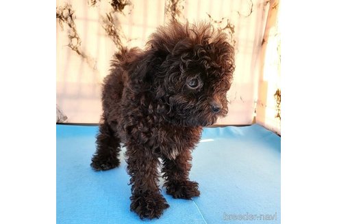 成約済の茨城県のミックス犬-261641の62枚目