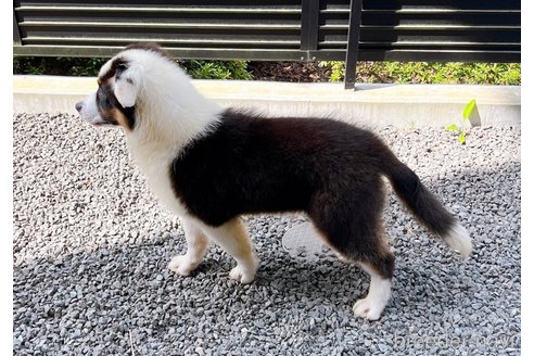 成約済の山梨県のオーストラリアンシェパード-244323の3枚目
