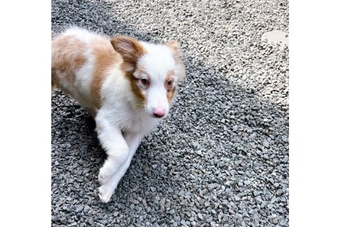 成約済の山梨県のオーストラリアンシェパード-260807の11枚目