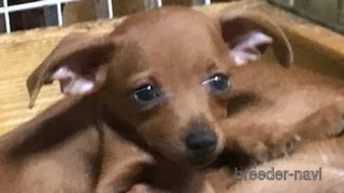 成約済の埼玉県のミニチュアピンシャー(ミニピン)-254669の8枚目