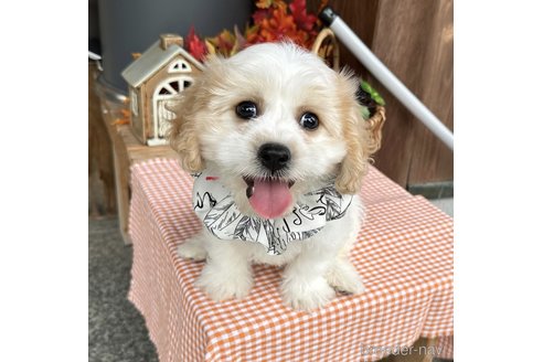 成約済の香川県のミックス犬-263614の1枚目