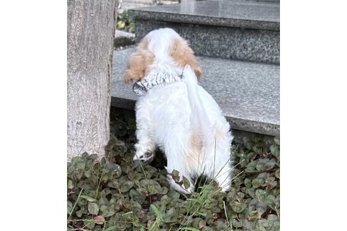 成約済の香川県のミックス犬-263614の4枚目