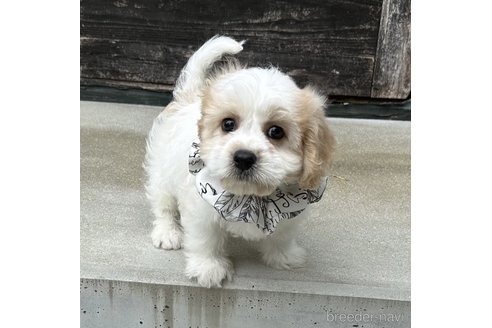 成約済の香川県のミックス犬-263614の2枚目