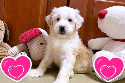 成約済の茨城県のミックス犬-268127の1枚目