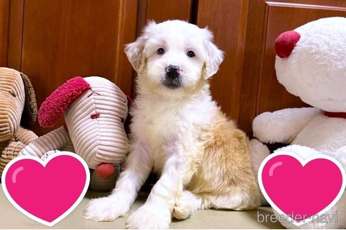 成約済の茨城県のミックス犬-268127の2枚目