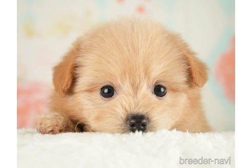 成約済の千葉県のポメプー:ポメラニアン×トイプードル-268130の5枚目