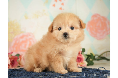 成約済の千葉県のポメプー:ポメラニアン×トイプードル-268130の6枚目