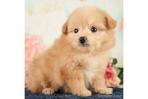 成約済の千葉県のポメプー:ポメラニアン×トイプードル-268130の3枚目