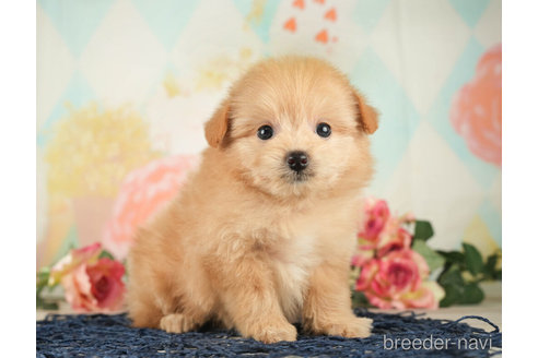 成約済の千葉県のポメプー:ポメラニアン×トイプードル-268130の4枚目