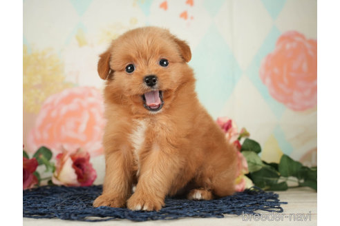 成約済の千葉県のポメプー:ポメラニアン×トイプードル-268133の3枚目