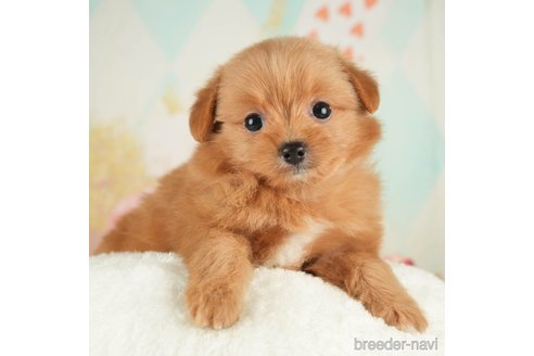 成約済の千葉県のポメプー:ポメラニアン×トイプードル-268133の4枚目