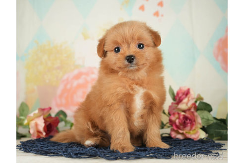 成約済の千葉県のポメプー:ポメラニアン×トイプードル-268133の5枚目