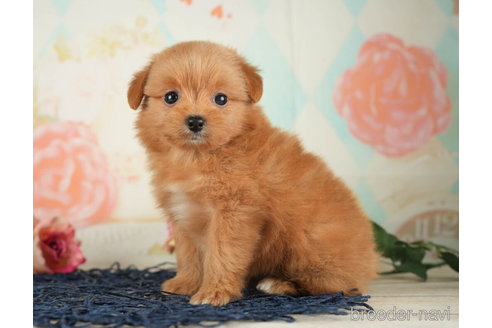 成約済の千葉県のポメプー:ポメラニアン×トイプードル-268133の6枚目