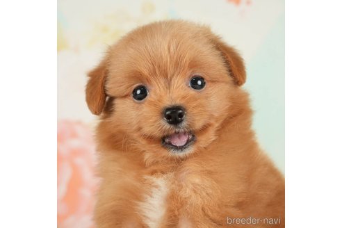 成約済の千葉県のポメプー:ポメラニアン×トイプードル-268133