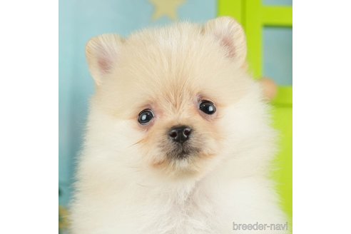 成約済の千葉県のポメラニアン-268134