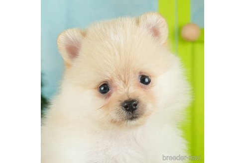 成約済の千葉県のポメラニアン-268134の3枚目