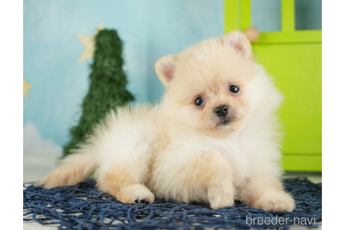 成約済の千葉県のポメラニアン-268134の4枚目