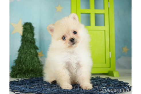 成約済の千葉県のポメラニアン-268134の6枚目