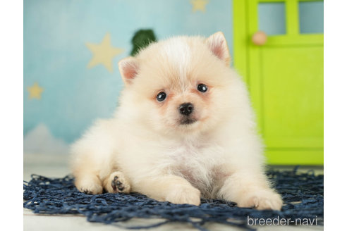 成約済の千葉県のポメラニアン-268135の2枚目